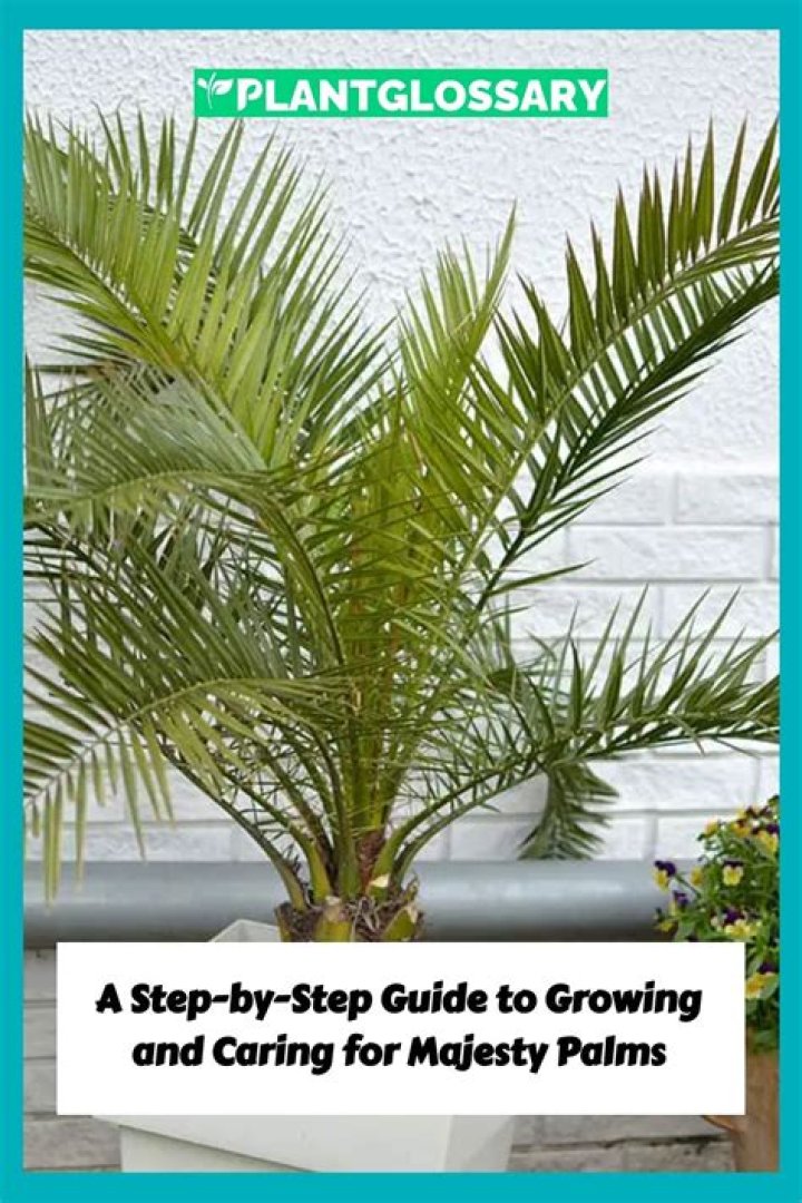 How to grow and care for a majesty palm