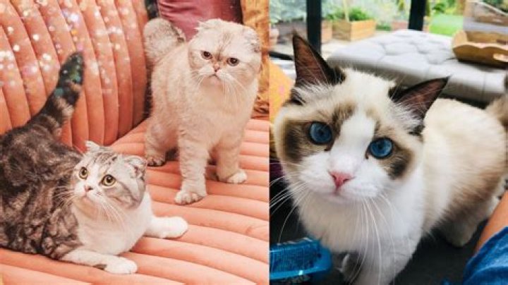 Unveiling The Secrets Behind Taylor Swift's Cat Names